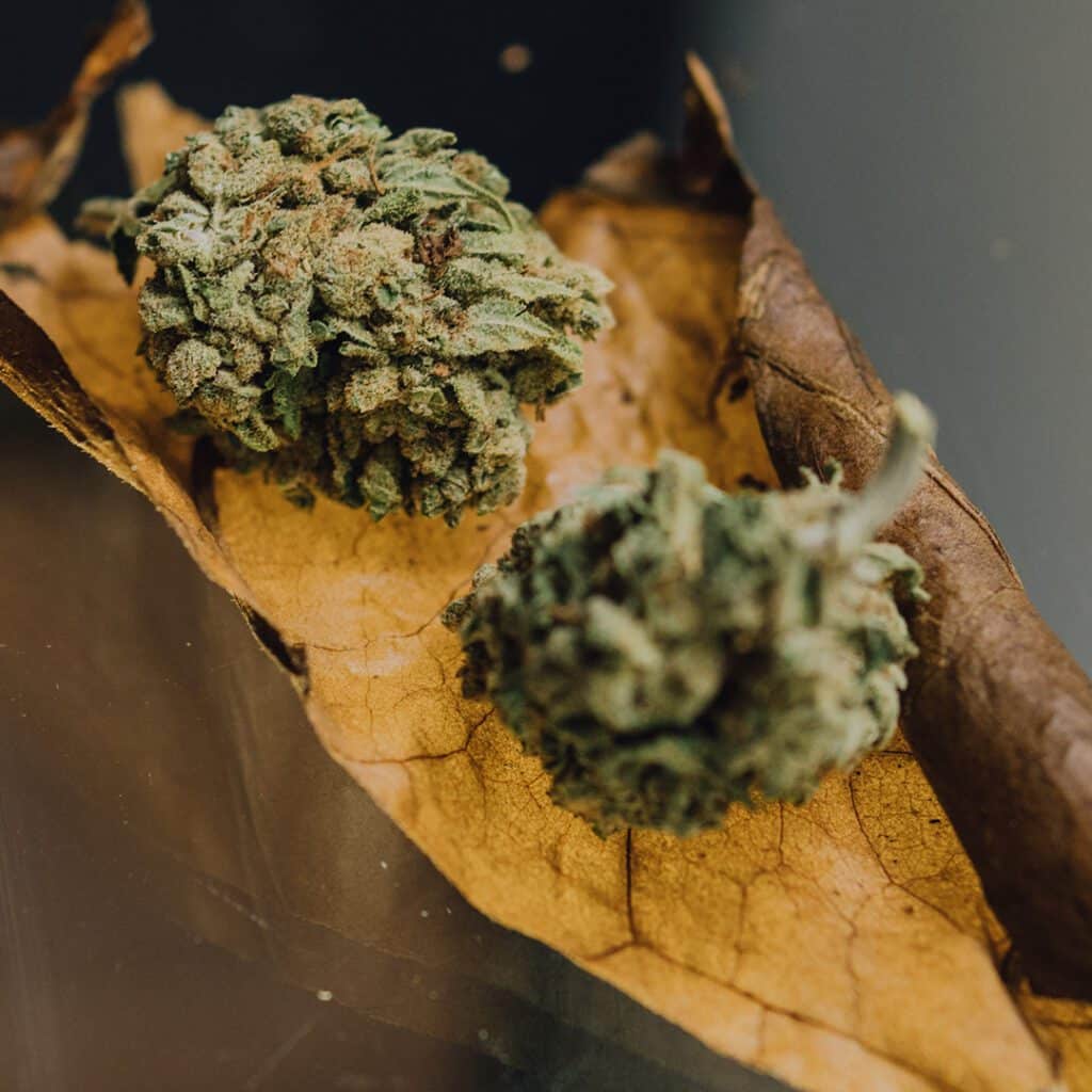 cannabis nugs lying on top of a cured cannabis leaf before it is rolled into a cannagar