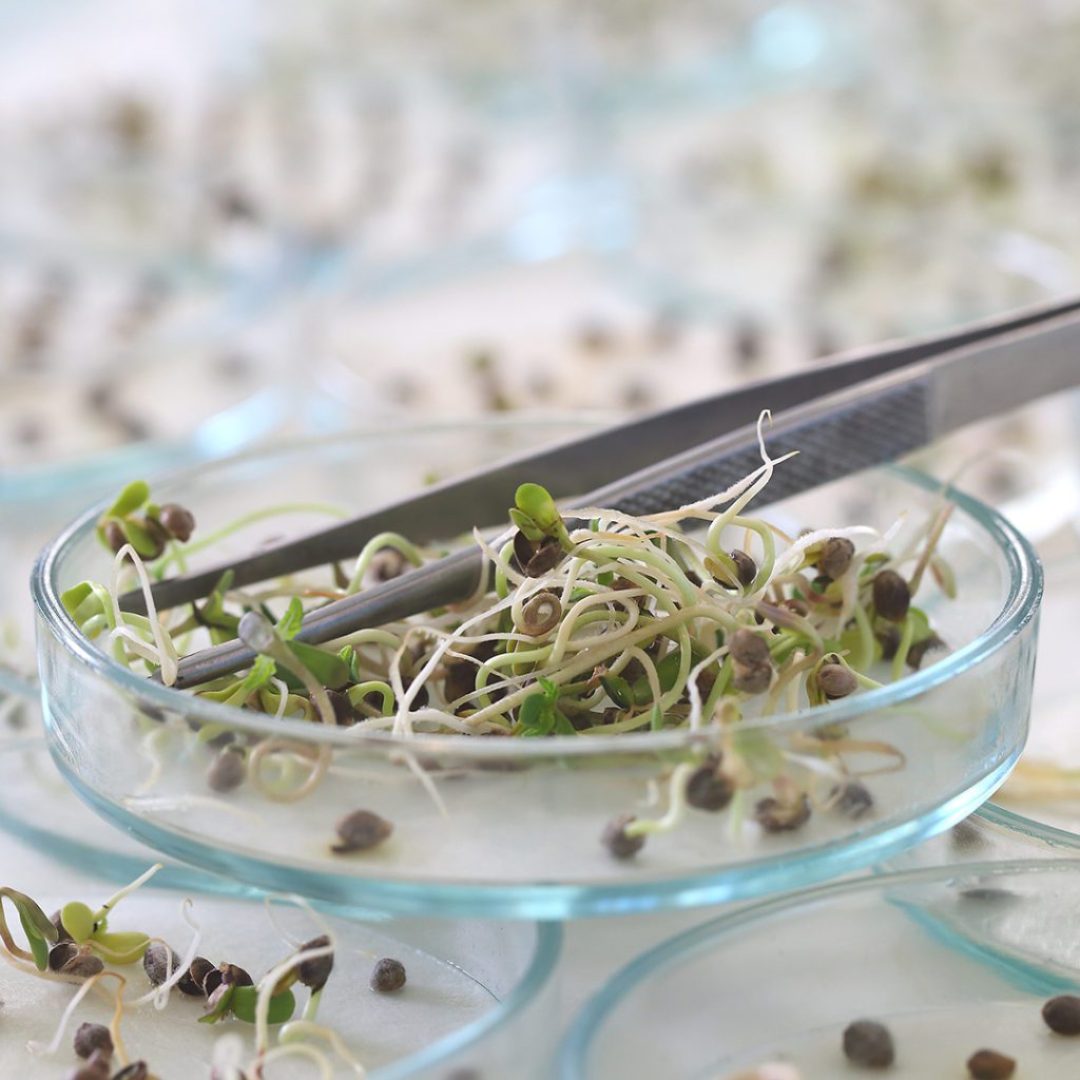 Roach Clip Example 2: A pair of tweezers used for sorting hemp seeds.